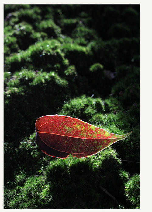大阪青山大学 Diploma in Environmental Science